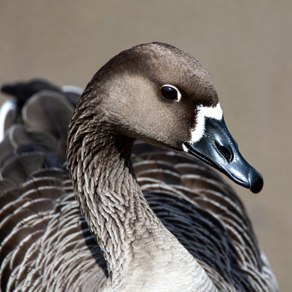White-fronted Goose close-up White-fronted Goose close-up