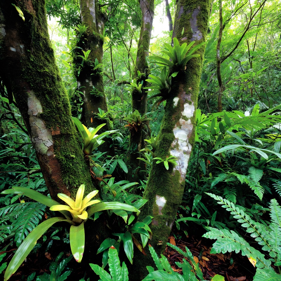 Lush Tropical Rainforest with Bromeliads Lush Tropical Rainforest with Bromeliads