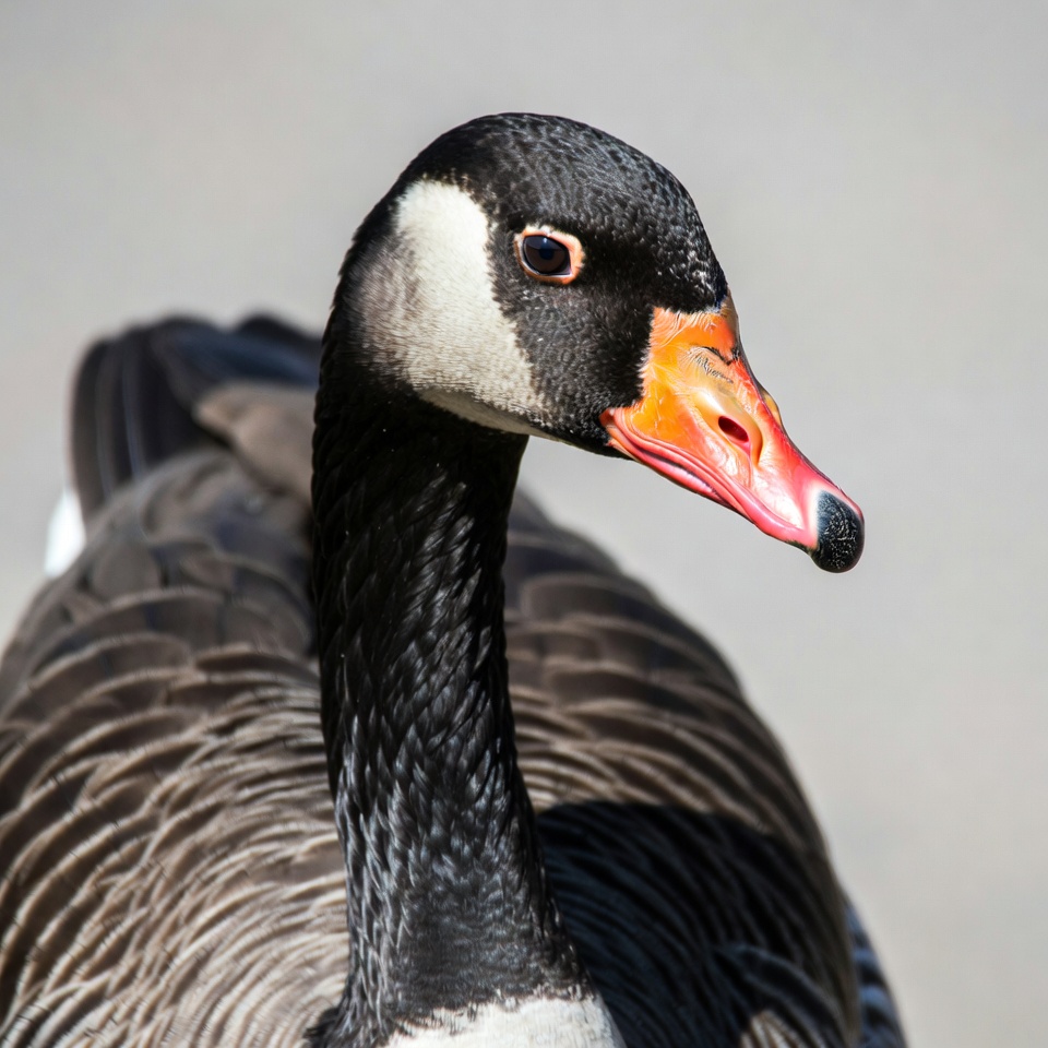 Closeup of Canada Goose head Closeup of Canada Goose head