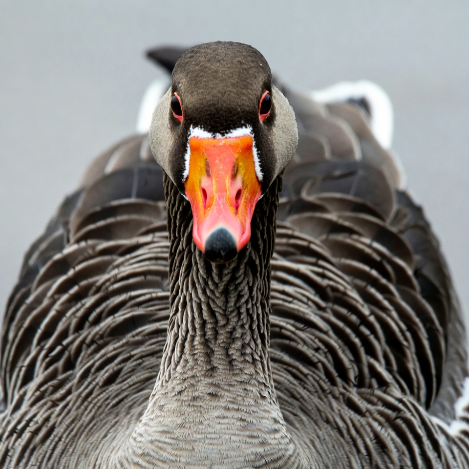 Close-up of gray goose face Close-up of gray goose face