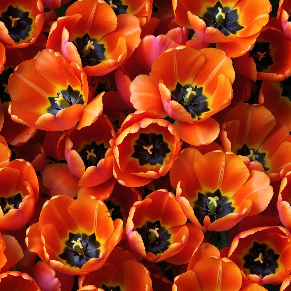 Vibrant Orange Tulips Bouquet Vibrant Orange Tulips Bouquet