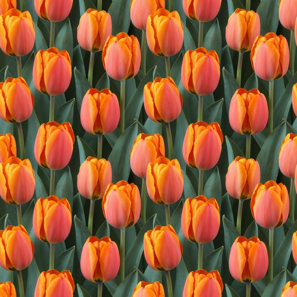 Orange Tulips Pattern on Green Leaves Orange Tulips Pattern on Green Leaves