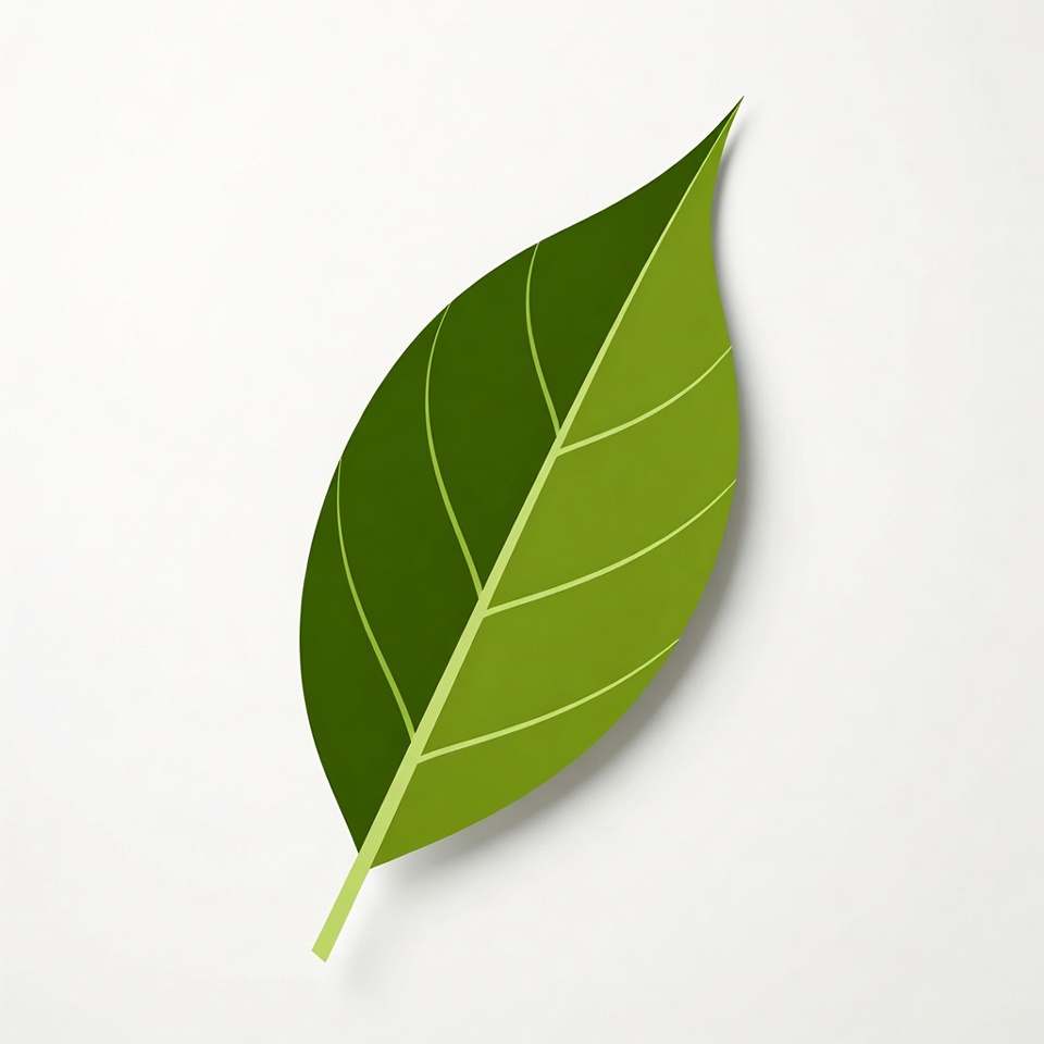 Green Leaf on White Background Green Leaf on White Background