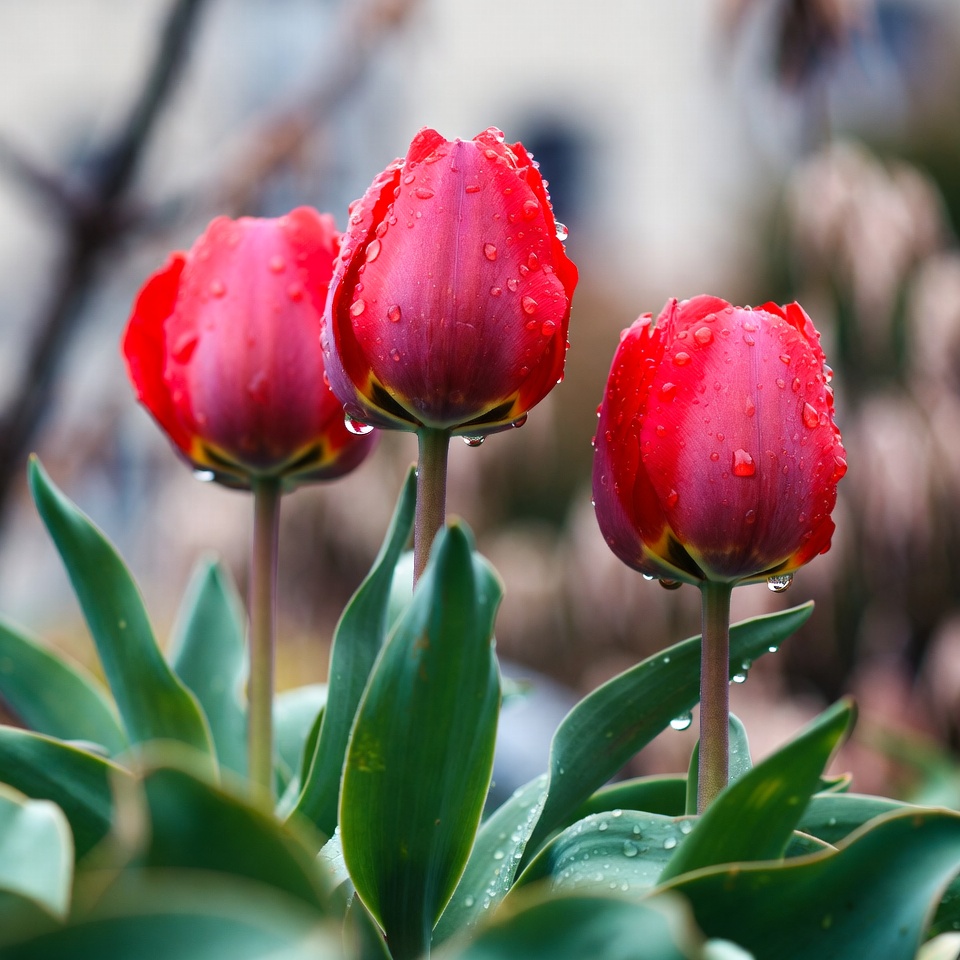 Three Red Tulips with Dew Drops Three Red Tulips with Dew Drops