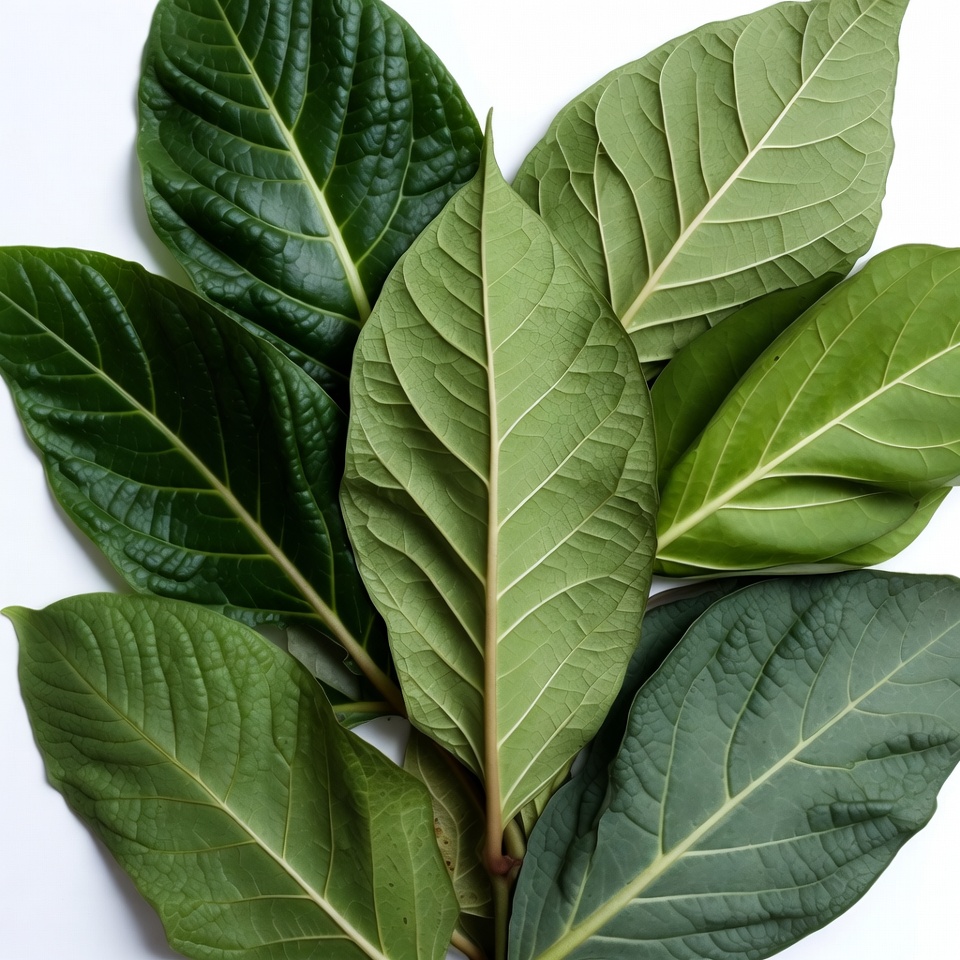 Fresh Green Leaves on White Background Fresh Green Leaves on White Background