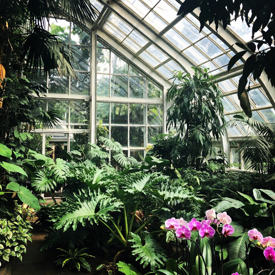 Lush Conservatory with Tropical Plants and Orchids Lush Conservatory with Tropical Plants and Orchids