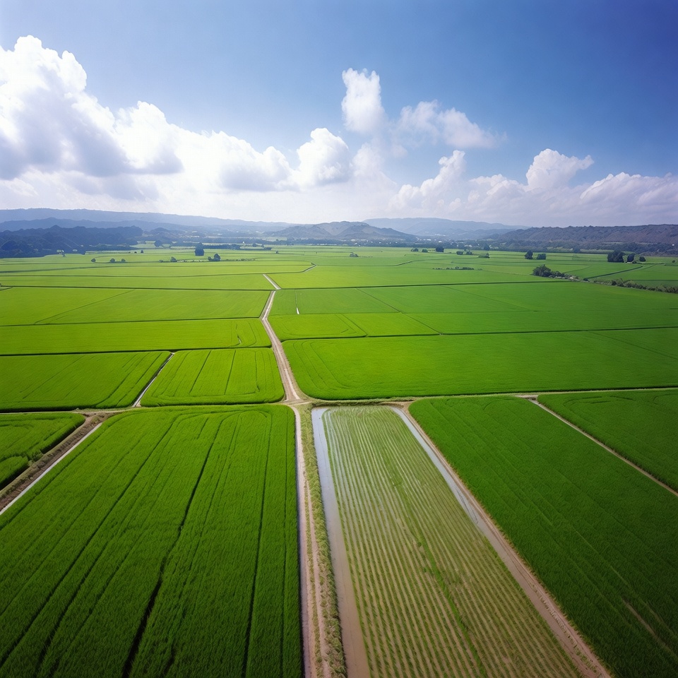 Aerial View of Lush Rice Fields Aerial View of Lush Rice Fields