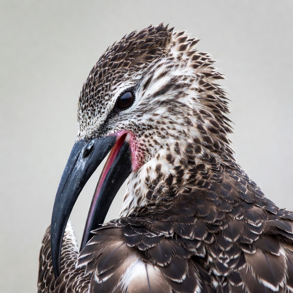 Whimbrel bird with open beak Whimbrel bird with open beak