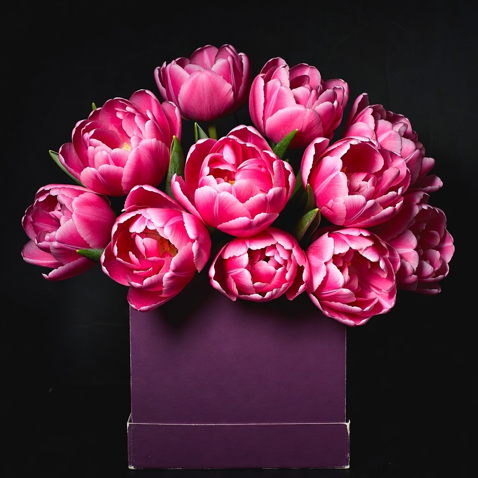 Pink Tulips in Purple Box Pink Tulips in Purple Box
