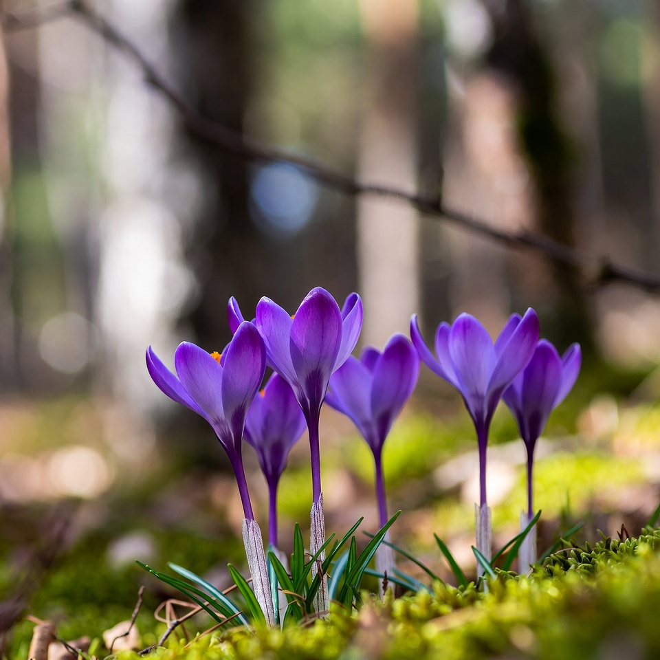 Purple crocuses blooming in forest Purple crocuses blooming in forest