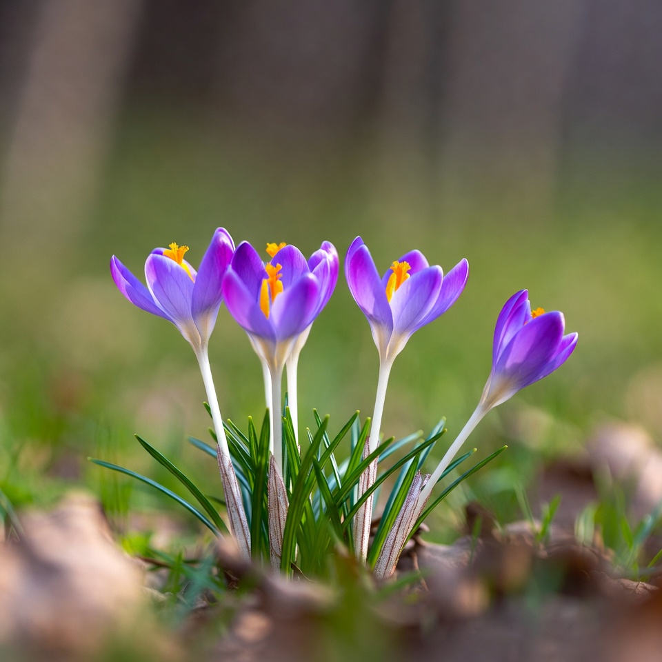 Purple crocuses blooming in grass Purple crocuses blooming in grass