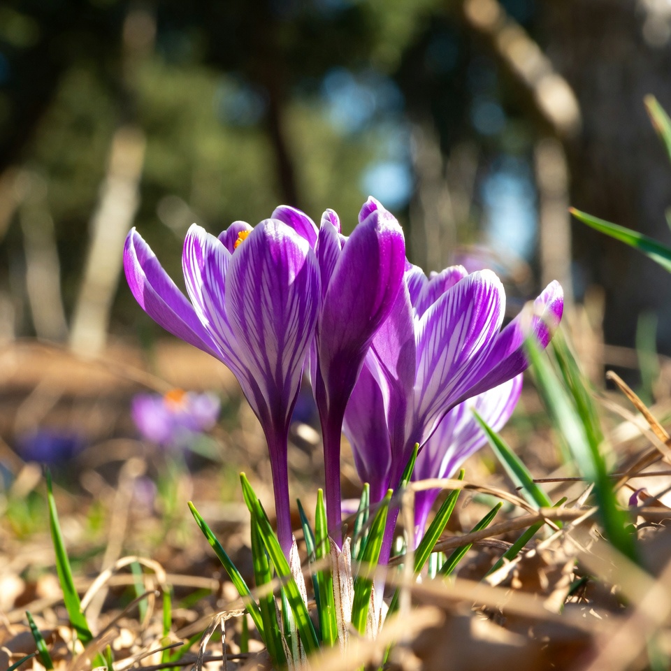 Purple crocuses blooming in forest Purple crocuses blooming in forest