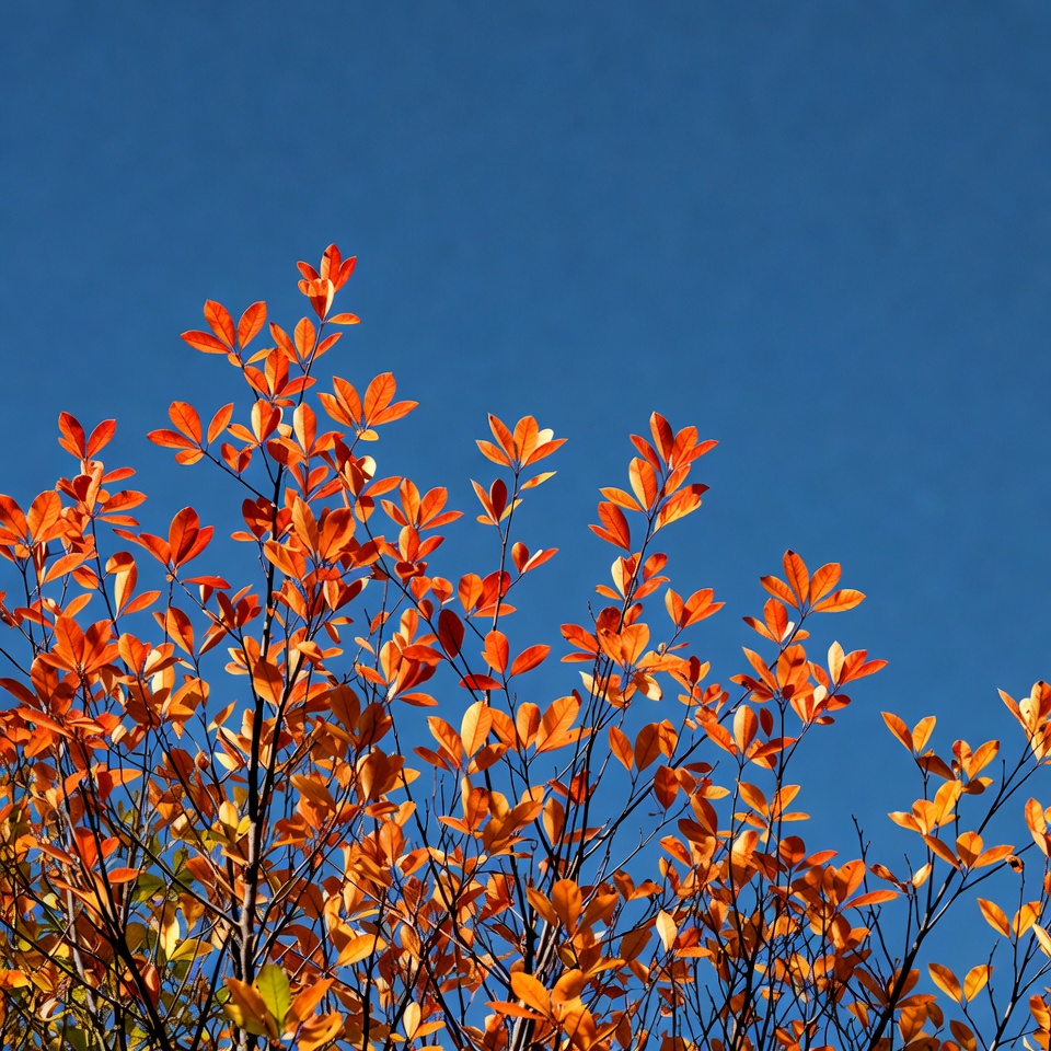 Autumn orange leaves against blue sky Autumn orange leaves against blue sky