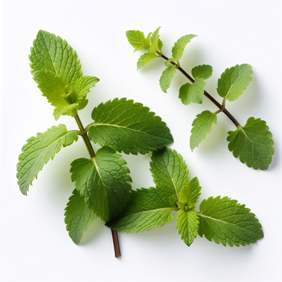 Fresh Mint Leaves on White Background Fresh Mint Leaves on White Background