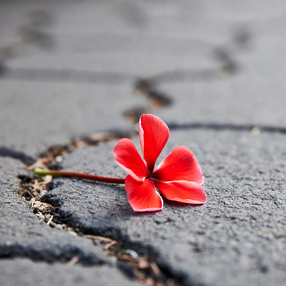 Red Hibiscus Flower on Gray Concrete Red Hibiscus Flower on Gray Concrete