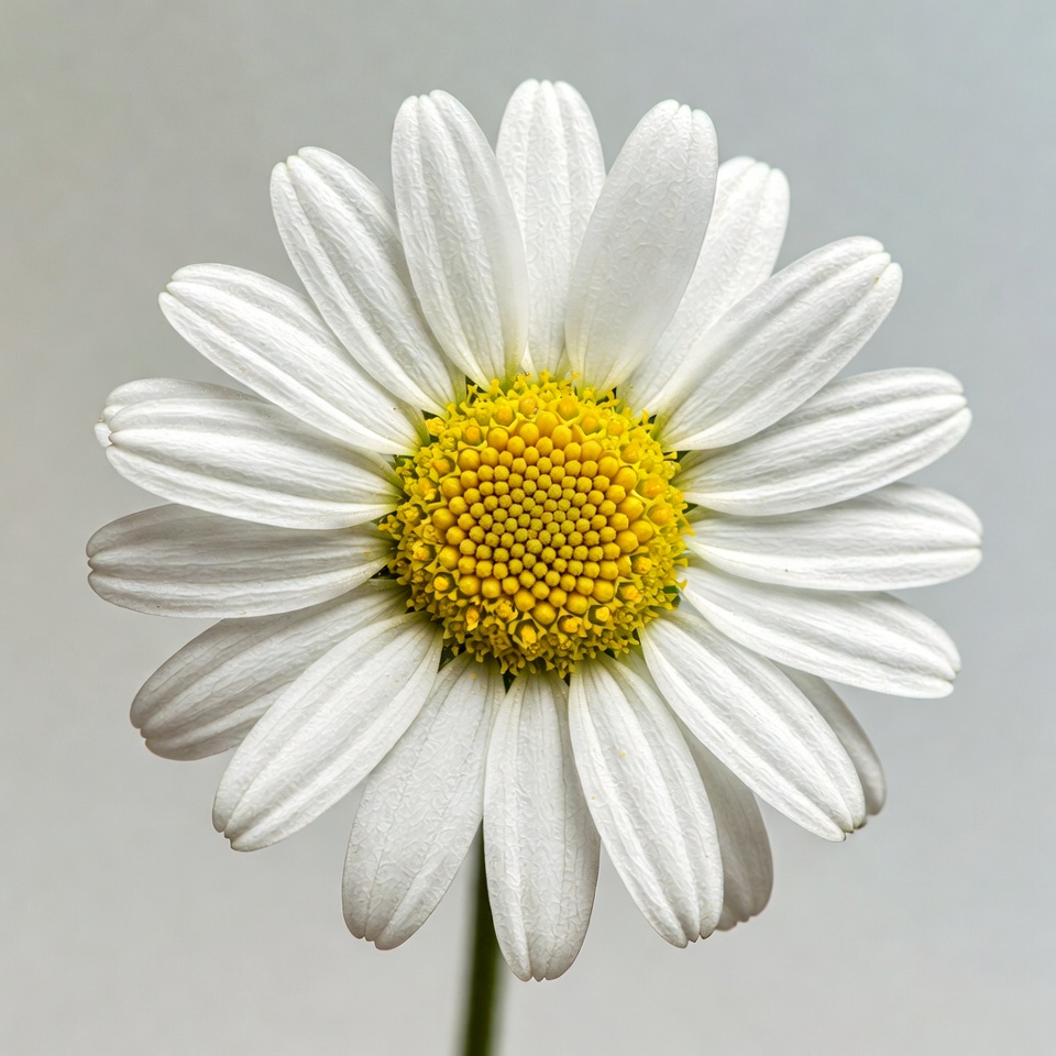 White Daisy Flower Closeup White Daisy Flower Closeup