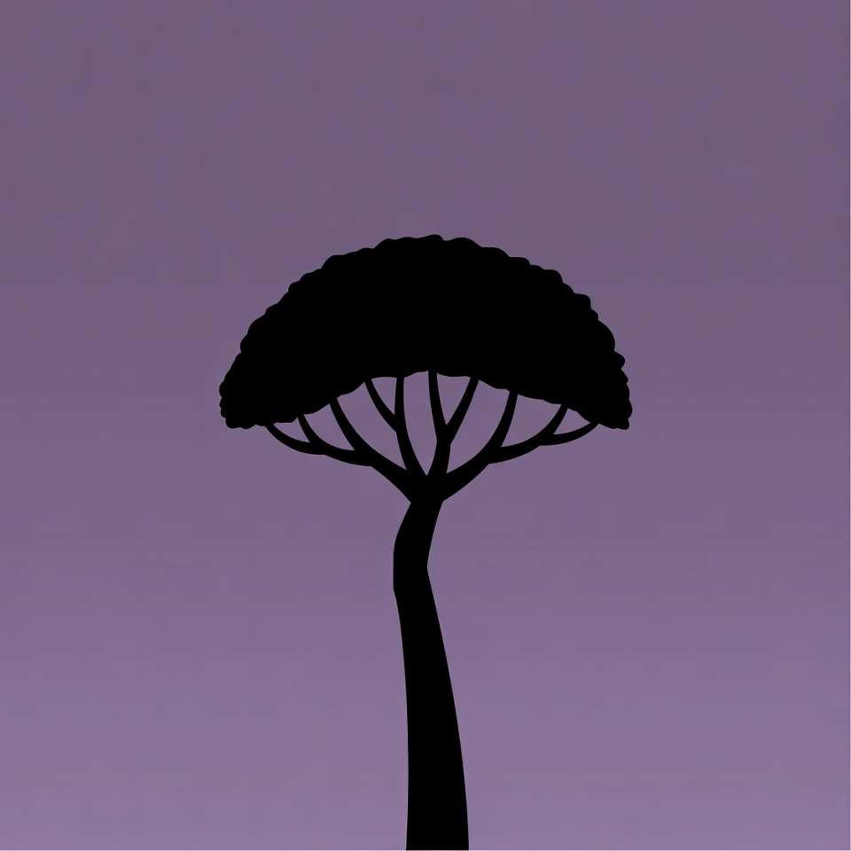 Silhouette of umbrella tree Silhouette of umbrella tree