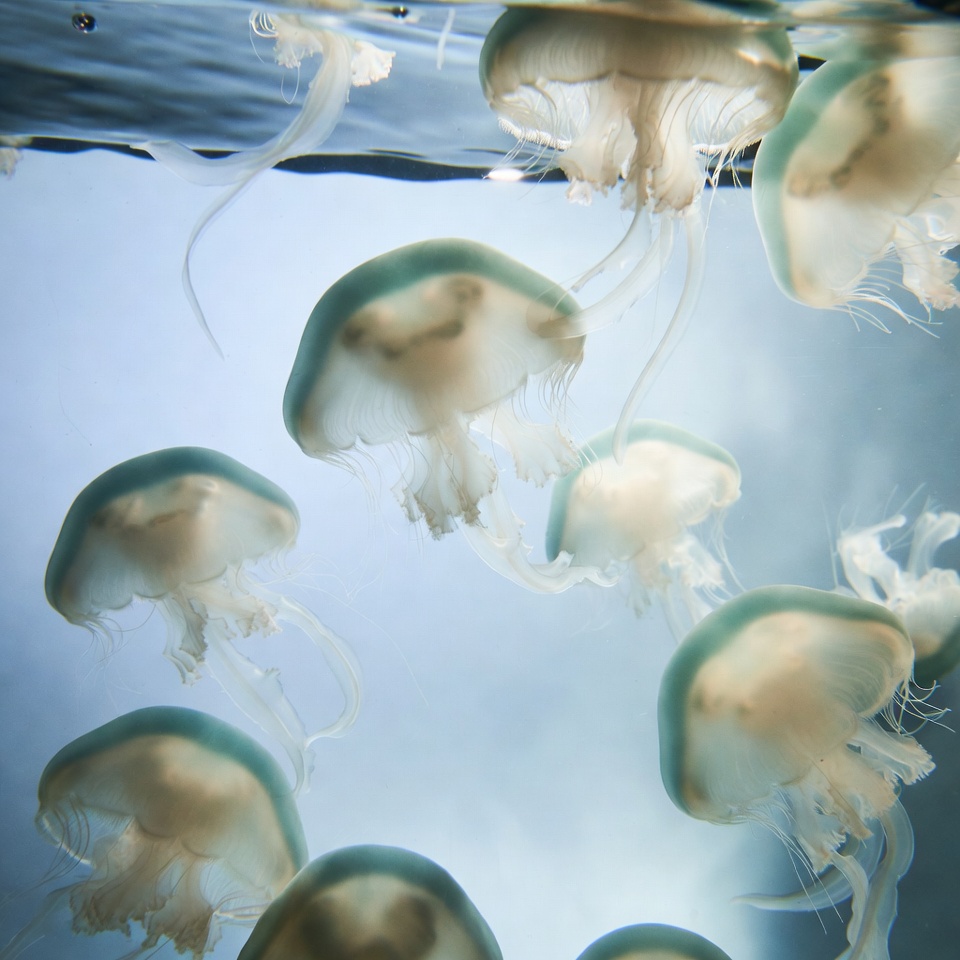 Cluster of jellyfish underwater Cluster of jellyfish underwater