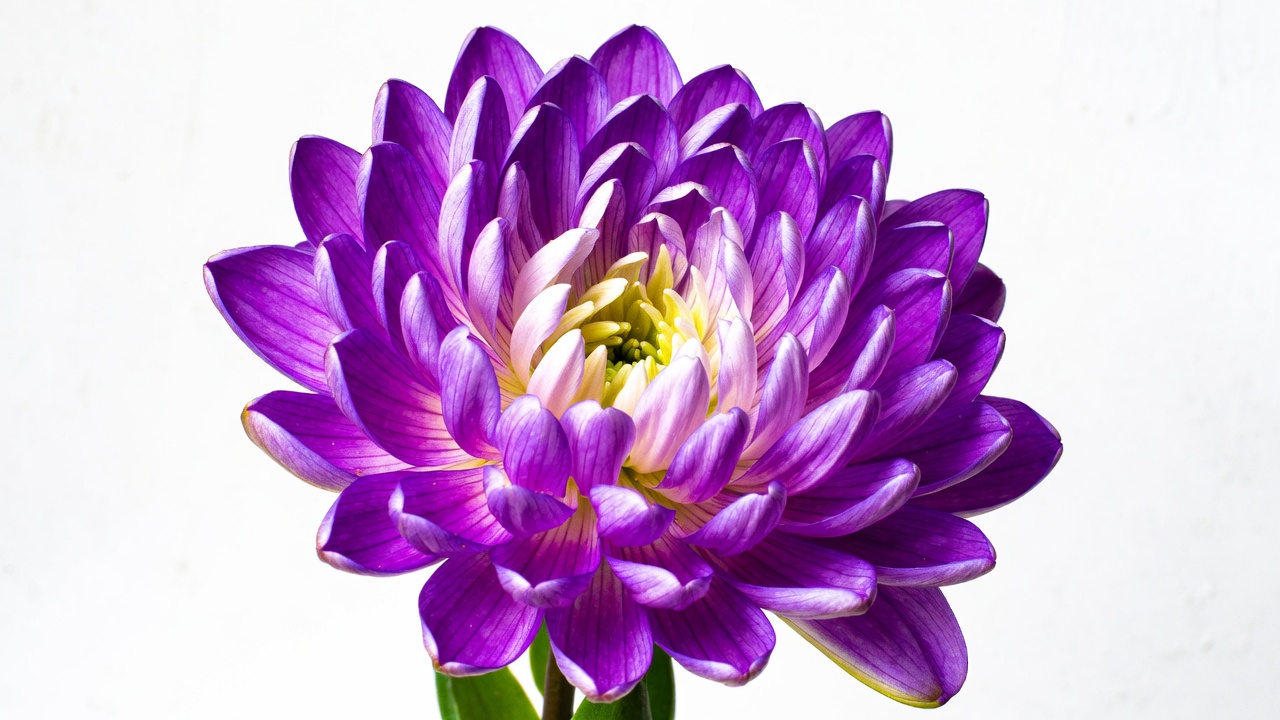 Purple Aster Flower Isolated Purple Aster Flower Isolated