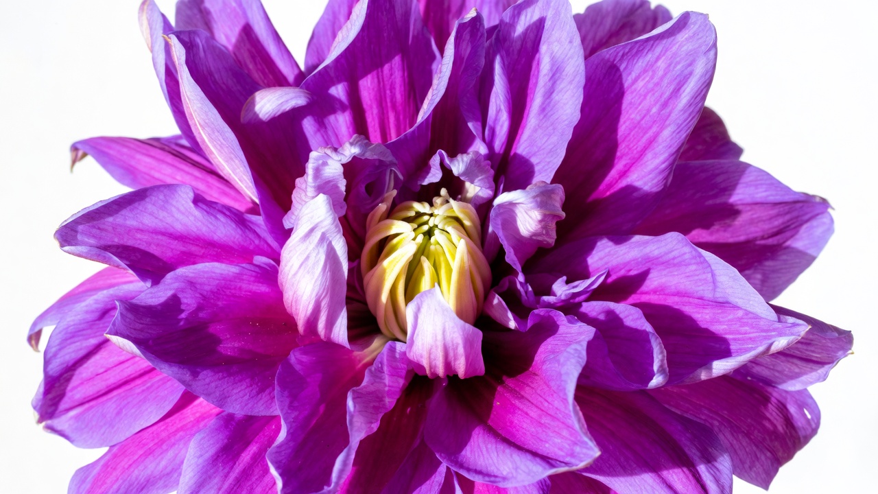 Purple Dahlia Flower Closeup Purple Dahlia Flower Closeup