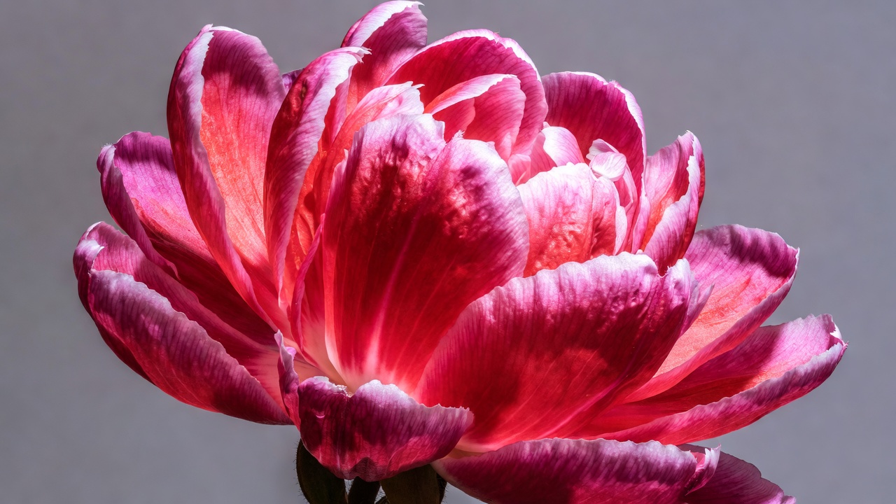 Pink peony flower isolated background Pink peony flower isolated background