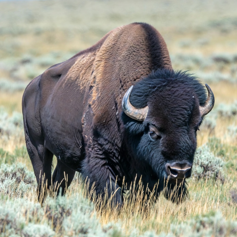 Bison standing in grassy field Bison standing in grassy field
