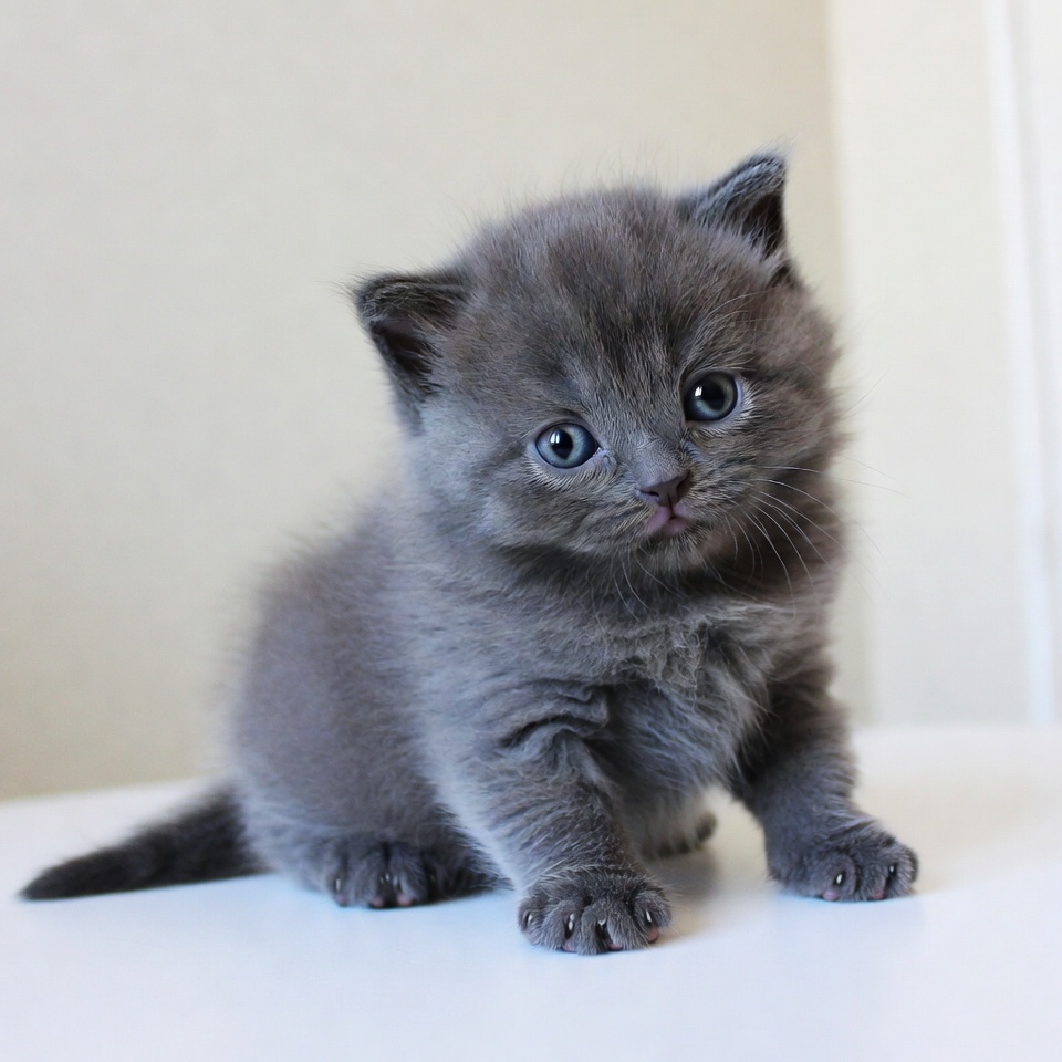 Cute grey British Shorthair kitten Cute grey British Shorthair kitten