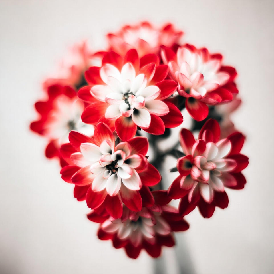 Red and White Gerbera Daisy Bouquet Red and White Gerbera Daisy Bouquet