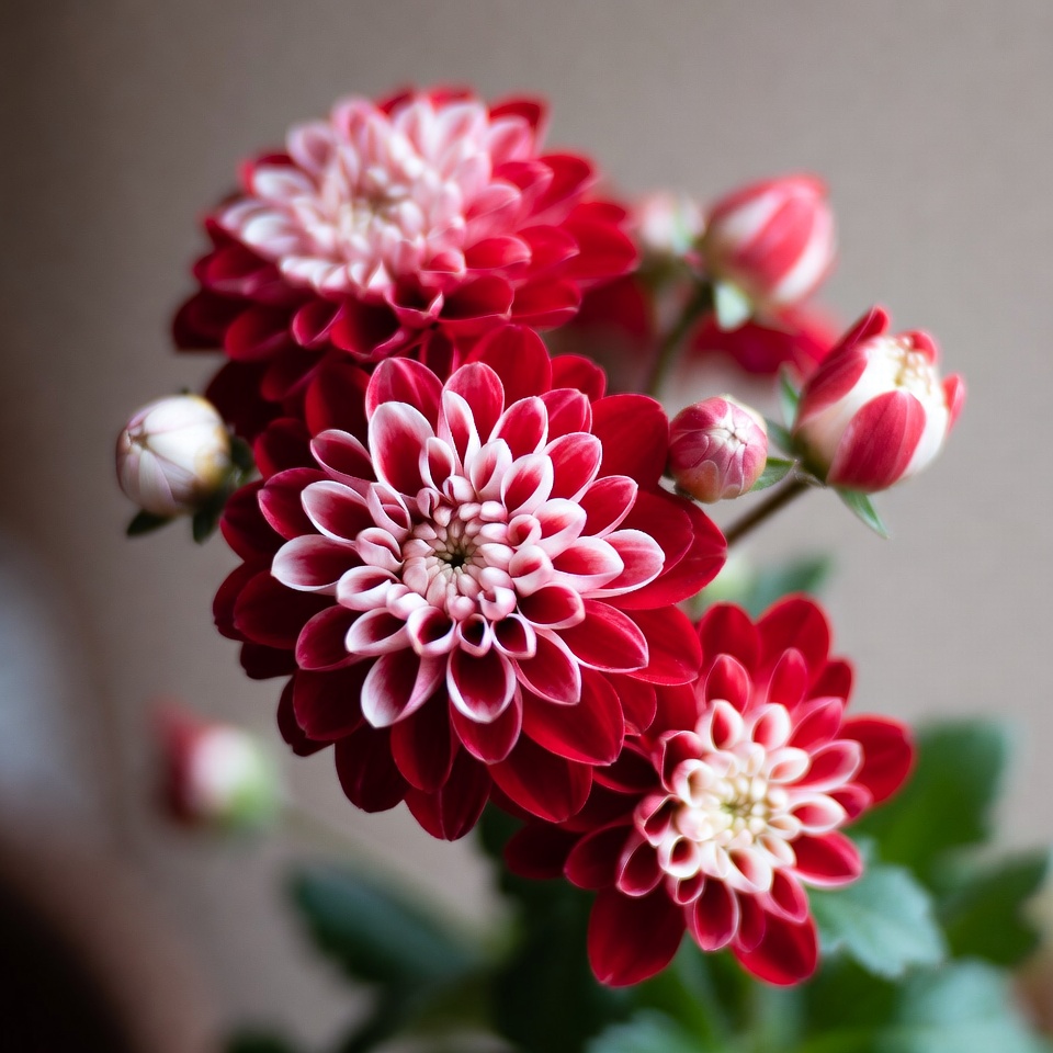 Red and White Dahlia Flowers Red and White Dahlia Flowers