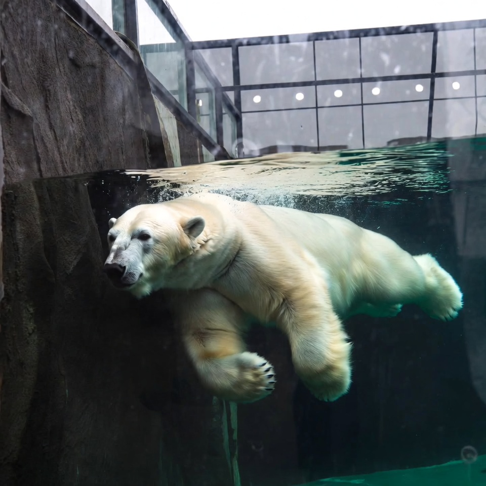 Polar bear swimming underwater in zoo Polar bear swimming underwater in zoo