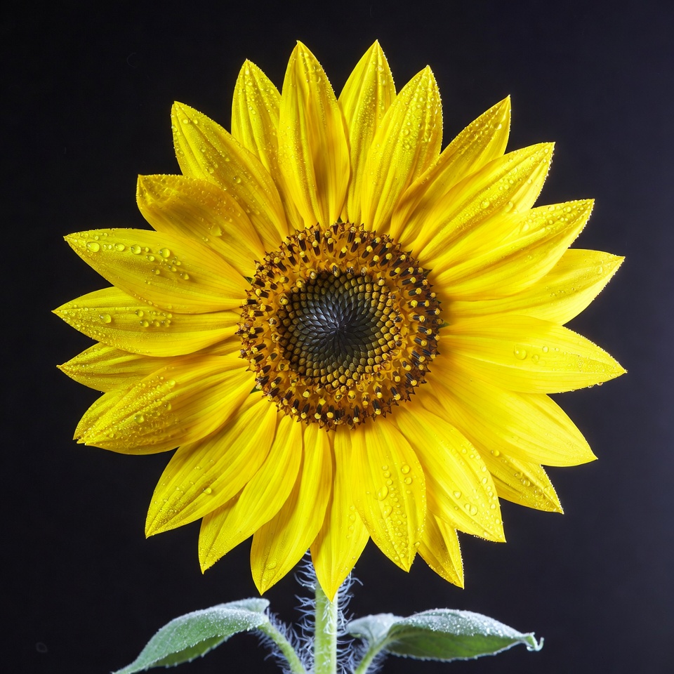 Sunflower with Dewdrops on Black Background Sunflower with Dewdrops on Black Background