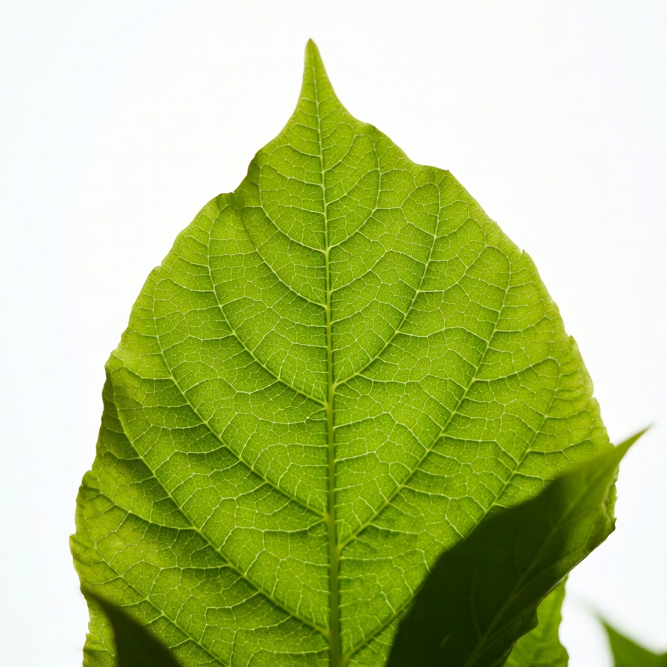 Green pointed leaf on white background Green pointed leaf on white background
