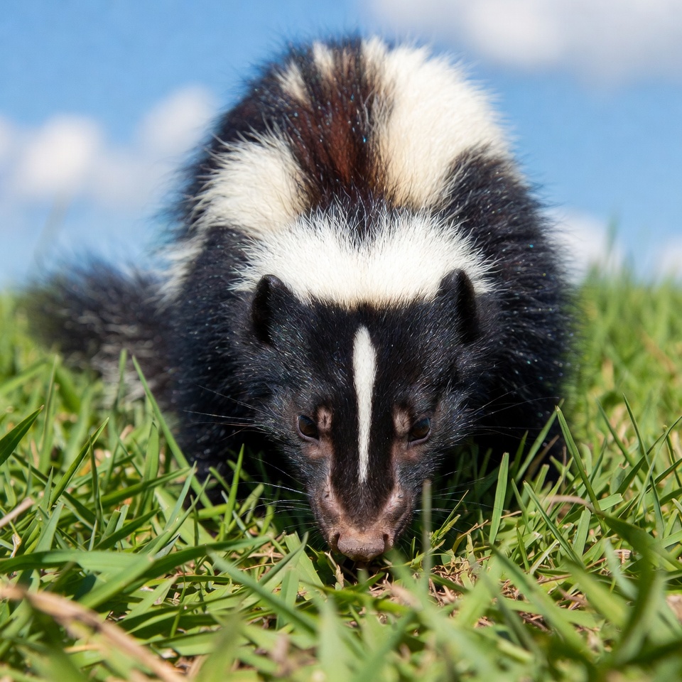Skunk foraging in green grass Skunk foraging in green grass