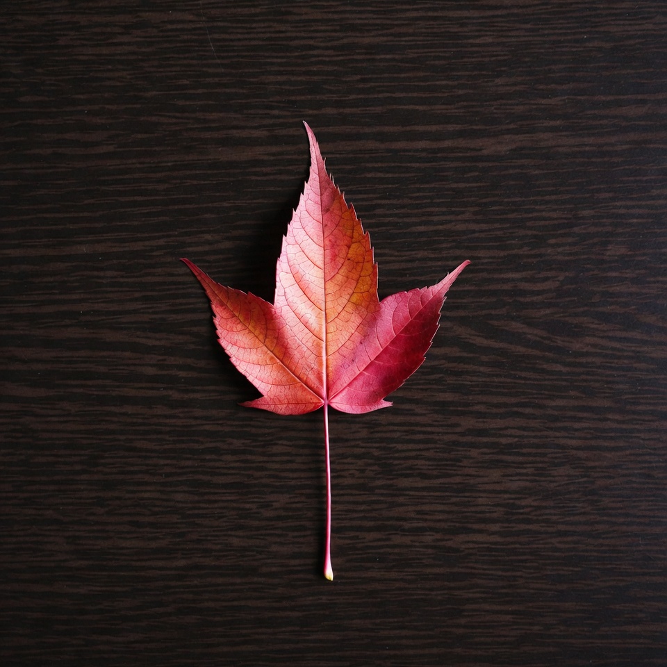Red maple leaf on wood Red maple leaf on wood