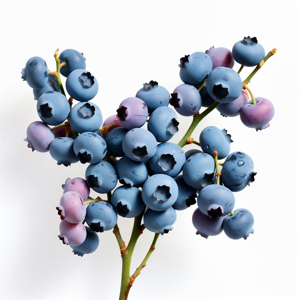 Fresh blueberries on branch Fresh blueberries on branch