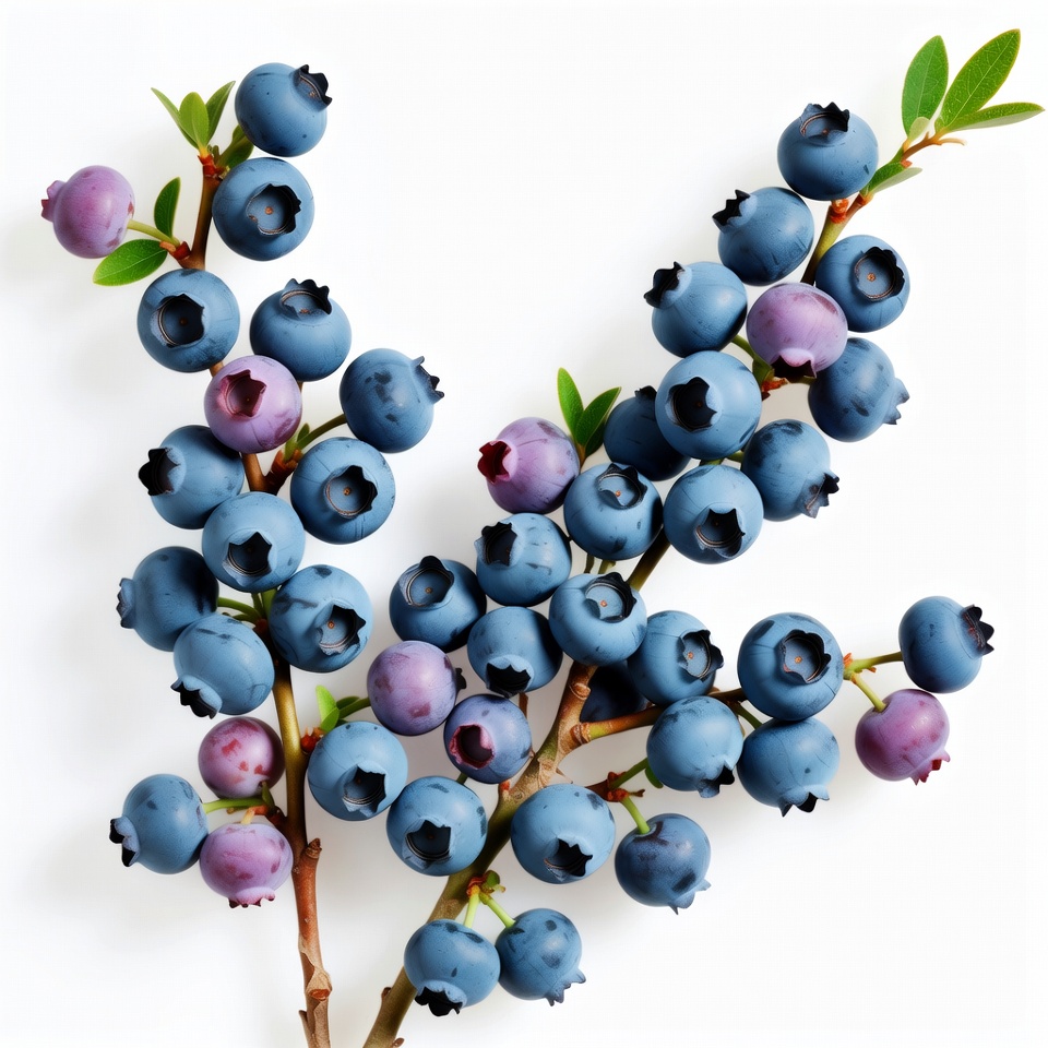Fresh Blueberries on Branches Fresh Blueberries on Branches