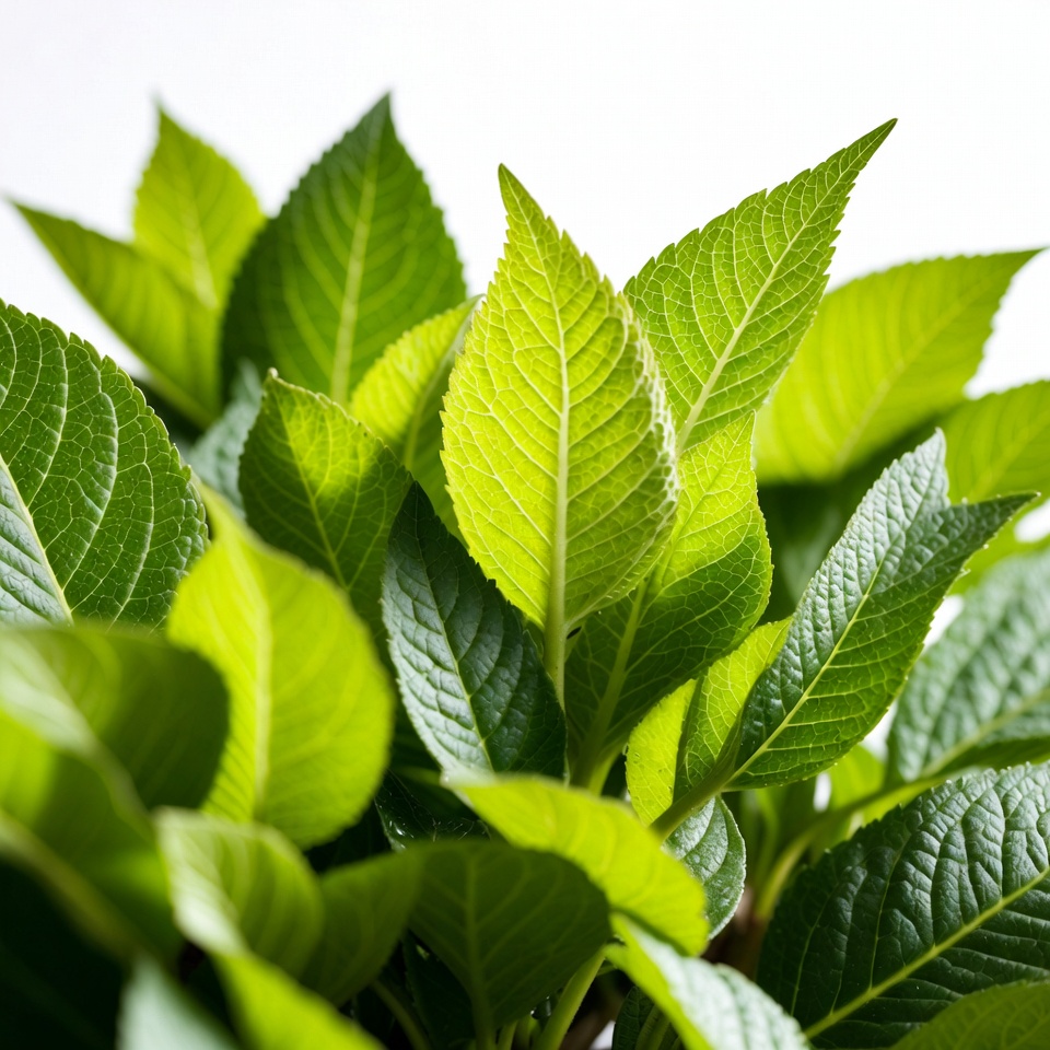 Close-up of vibrant green serrated leaves Close-up of vibrant green serrated leaves