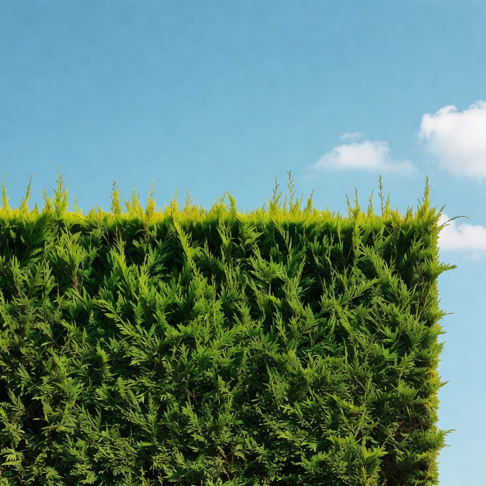 Tall green hedge against blue sky Tall green hedge against blue sky