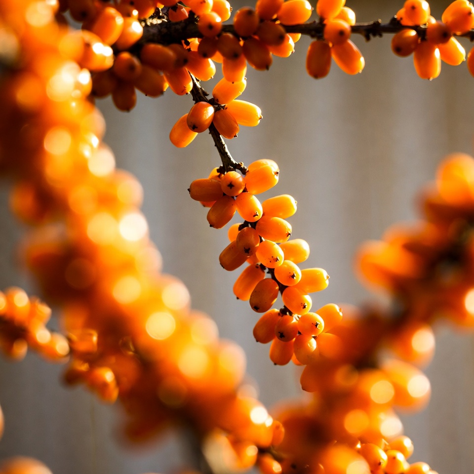 Orange Sea Buckthorn Berries on Branch Orange Sea Buckthorn Berries on Branch
