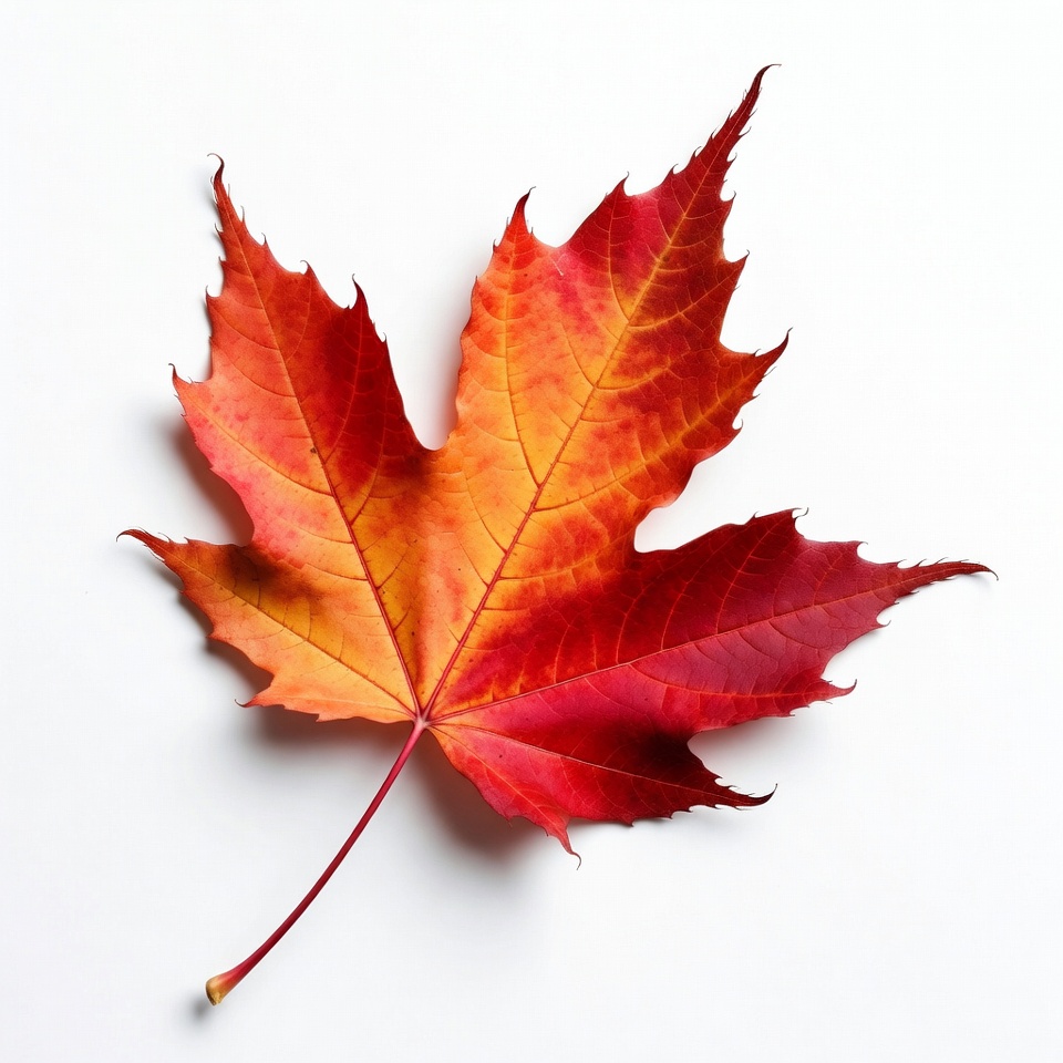 Red Maple Leaf on White Background Red Maple Leaf on White Background