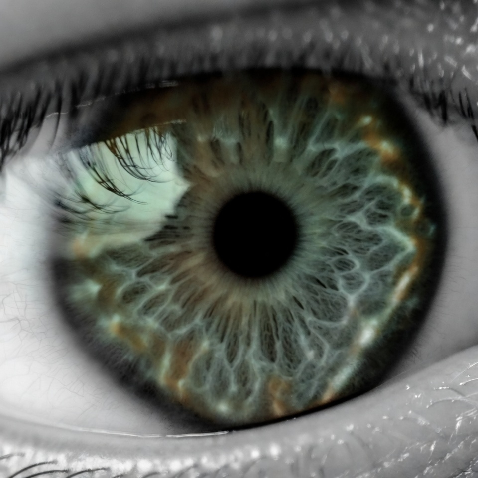 Close-up green hazel eye Close-up green hazel eye