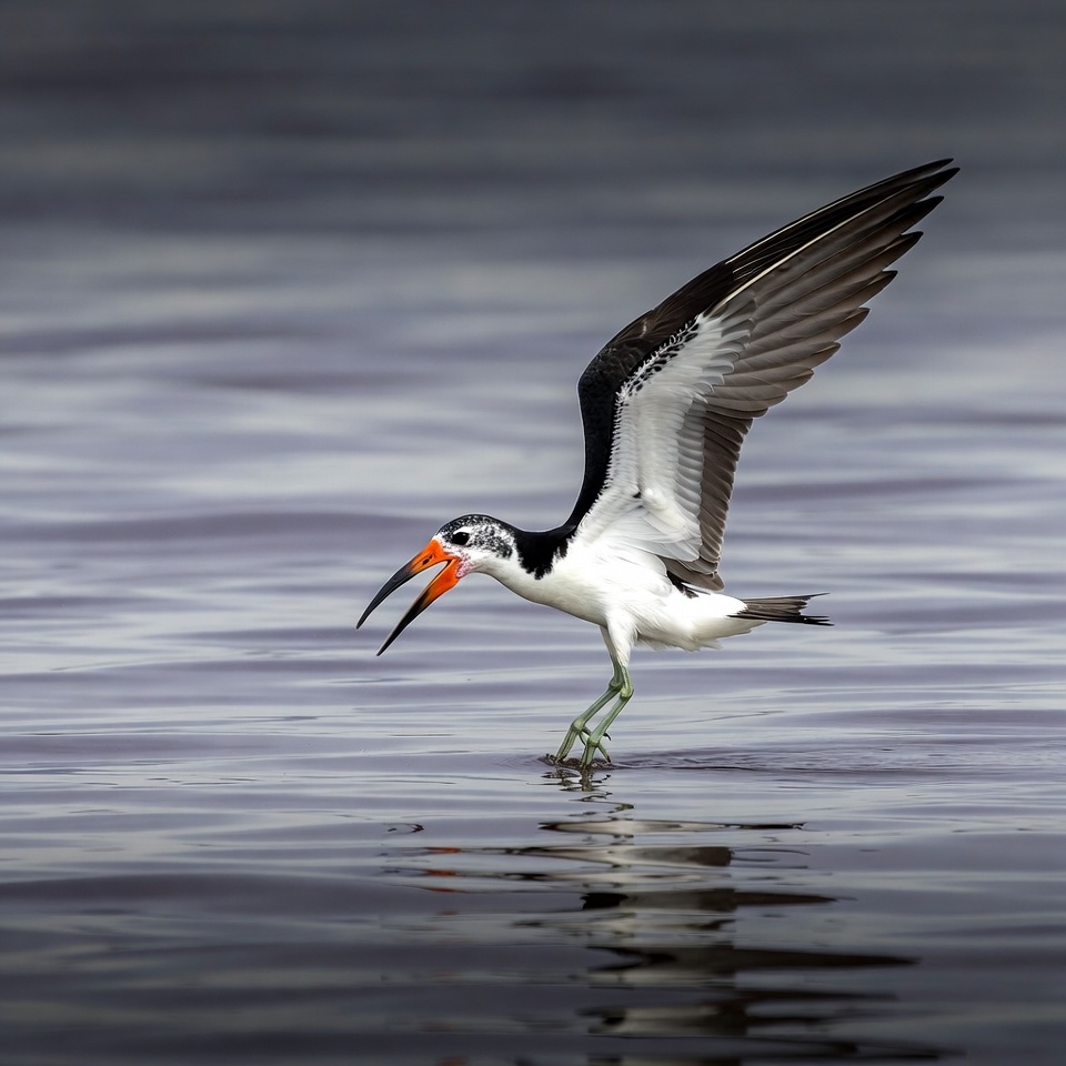 Black Skimmer Bird Flying over Water Black Skimmer Bird Flying over Water