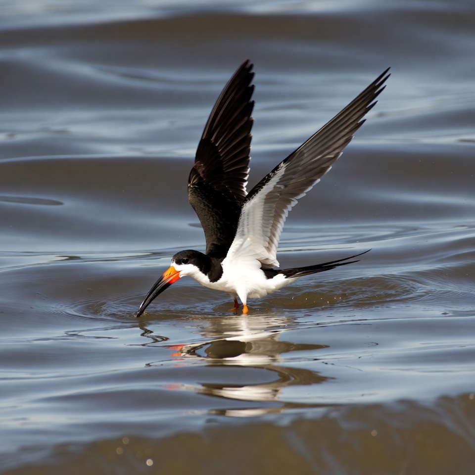 Black Skimmer Feeding in Water Black Skimmer Feeding in Water