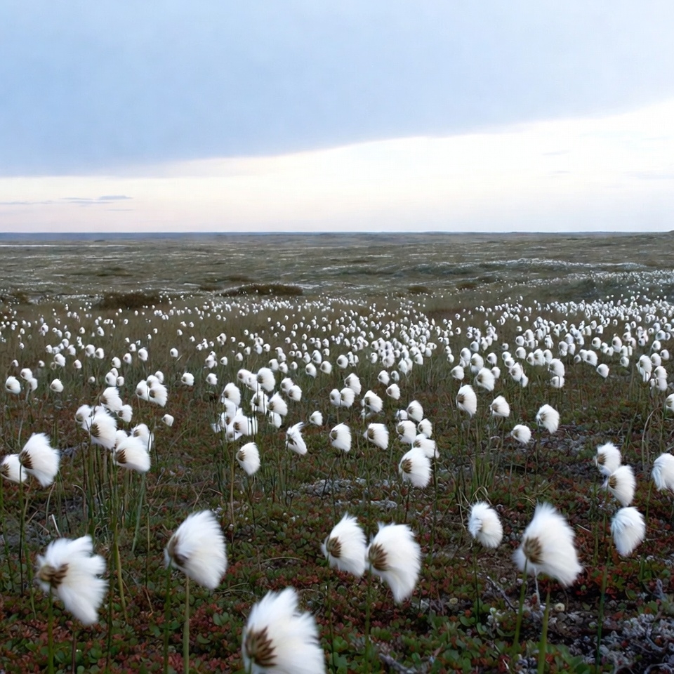 Cotton Grass Field at Sunset Cotton Grass Field at Sunset
