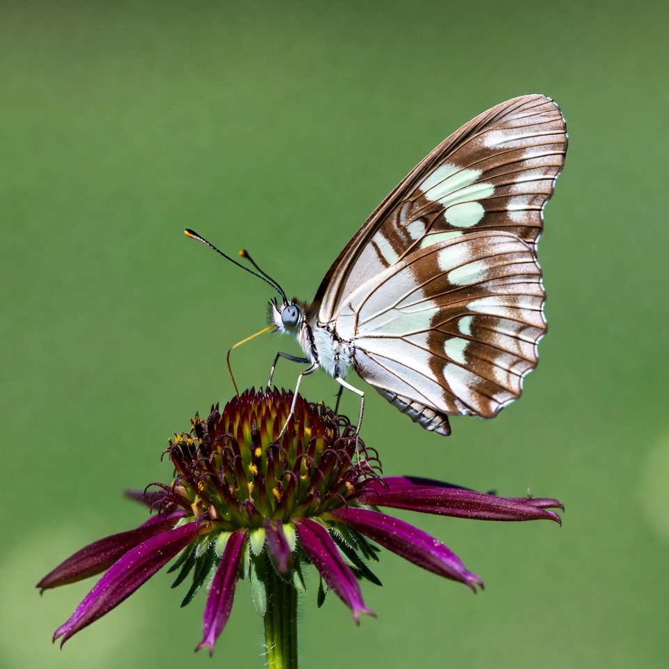 White butterfly on purple flower White butterfly on purple flower