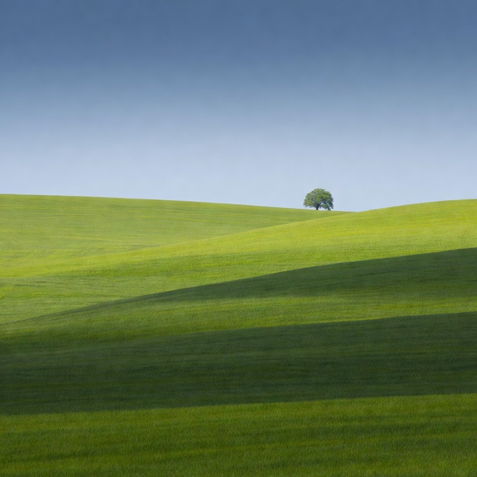 Lone Tree on Rolling Green Hills Lone Tree on Rolling Green Hills