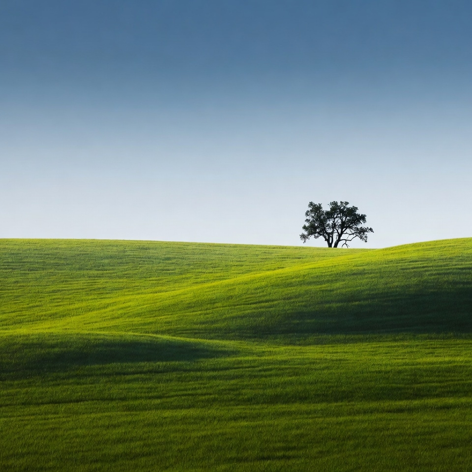 Lone Tree on Green Rolling Hills Lone Tree on Green Rolling Hills