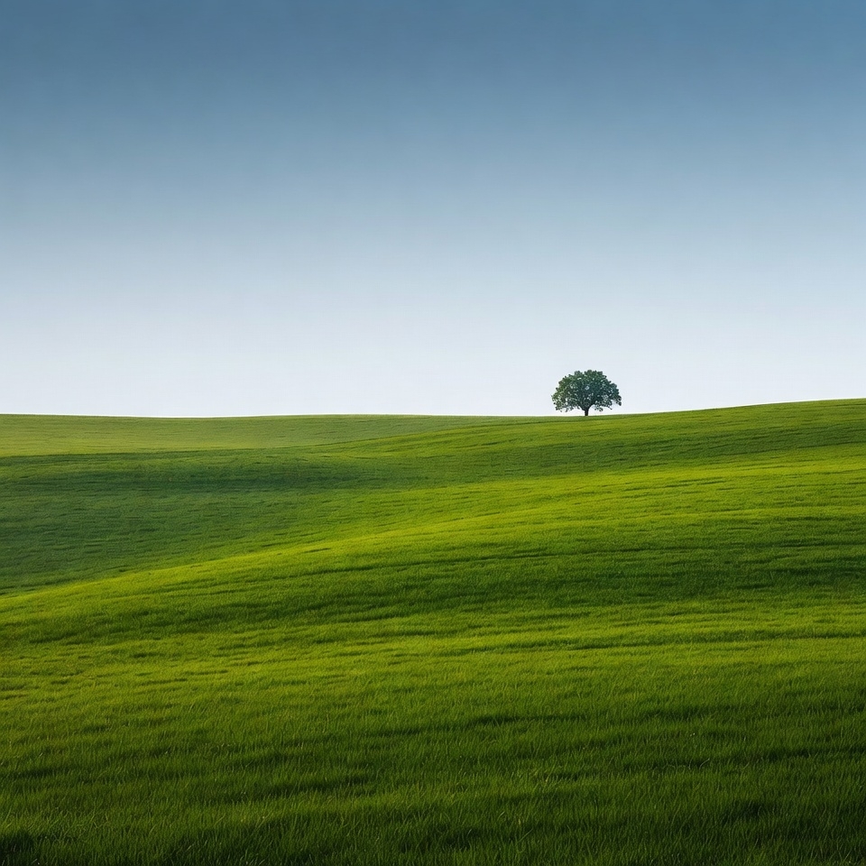Lone Tree on Green Rolling Hills Lone Tree on Green Rolling Hills