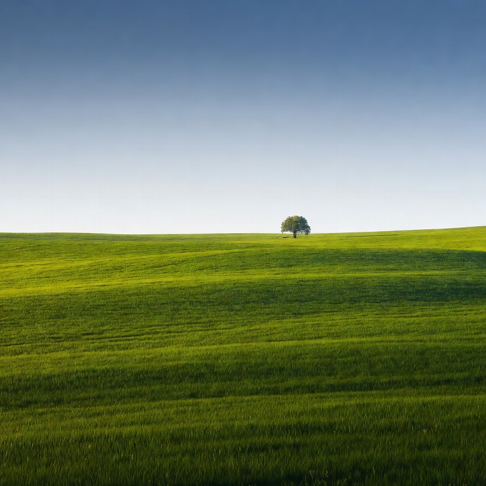 Lone Tree in Green Rolling Hills Lone Tree in Green Rolling Hills