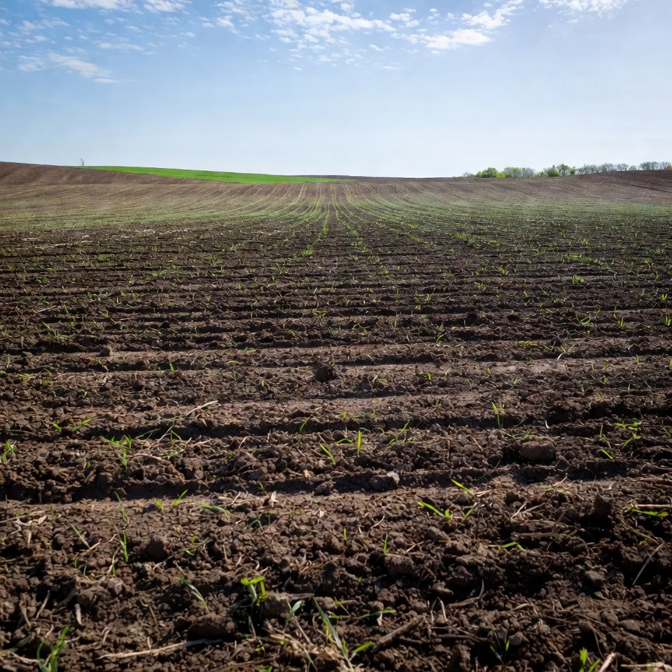 Rows of young crops in plowed field Rows of young crops in plowed field